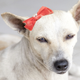 Illustration for article titled Look At This Starving Stray Dog’s Amazing Transformation